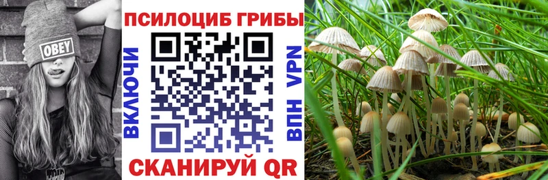 Псилоцибиновые грибы Cubensis  Няндома 
